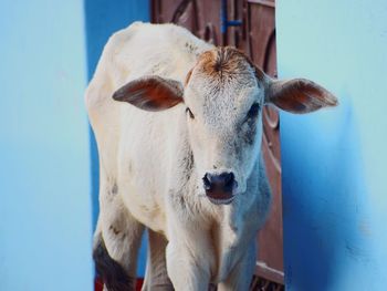 Portrait of cow standing outdoors