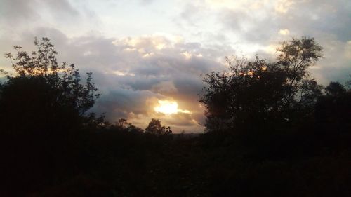 Trees against sky during sunset