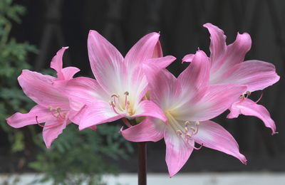 Close-up of pink flowering plant