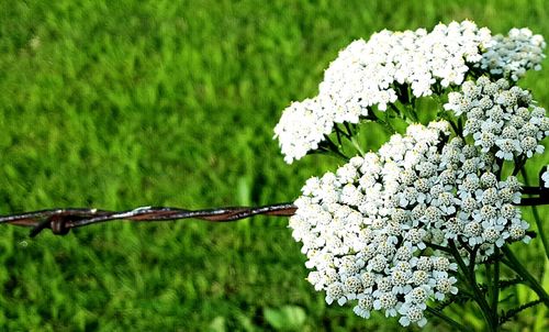 Close-up of white flowers