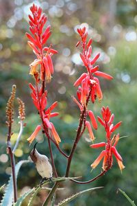 Close-up of red flowering plant