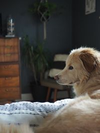 Close-up of a dog looking away