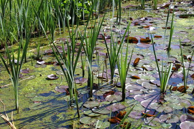 Close-up of water lily in lake