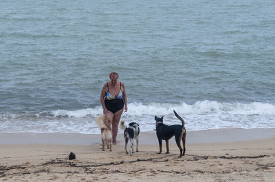 Two dogs on beach