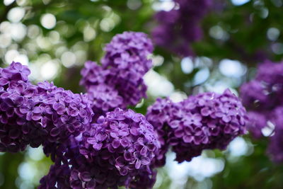 Close-up of purple hydrangea blooming outdoors