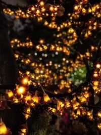 Close-up of illuminated christmas tree at night