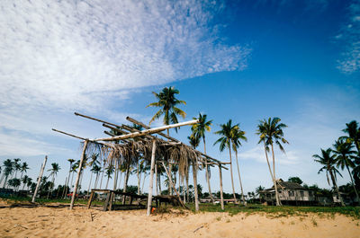 Palm trees on beach