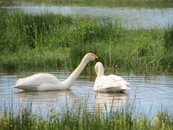 Swan floating on lake