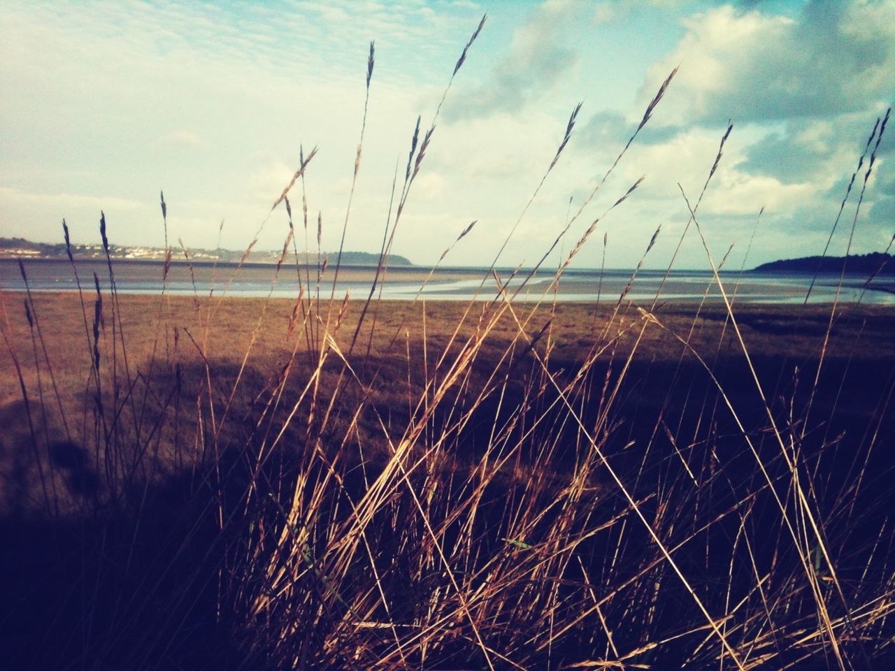 water, sky, tranquil scene, tranquility, scenics, beauty in nature, nature, cloud - sky, plant, grass, sunset, cloud, sea, idyllic, outdoors, lake, no people, growth, reflection, cloudy