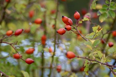 Close-up of red berries growing on tree