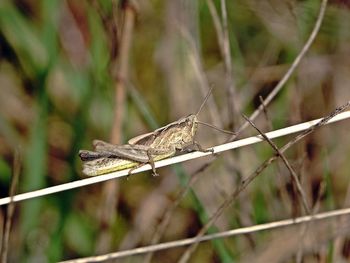 Close-up of insect on plant