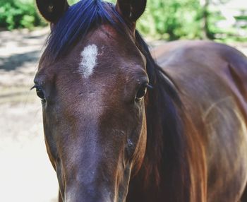 Close-up portrait of horse