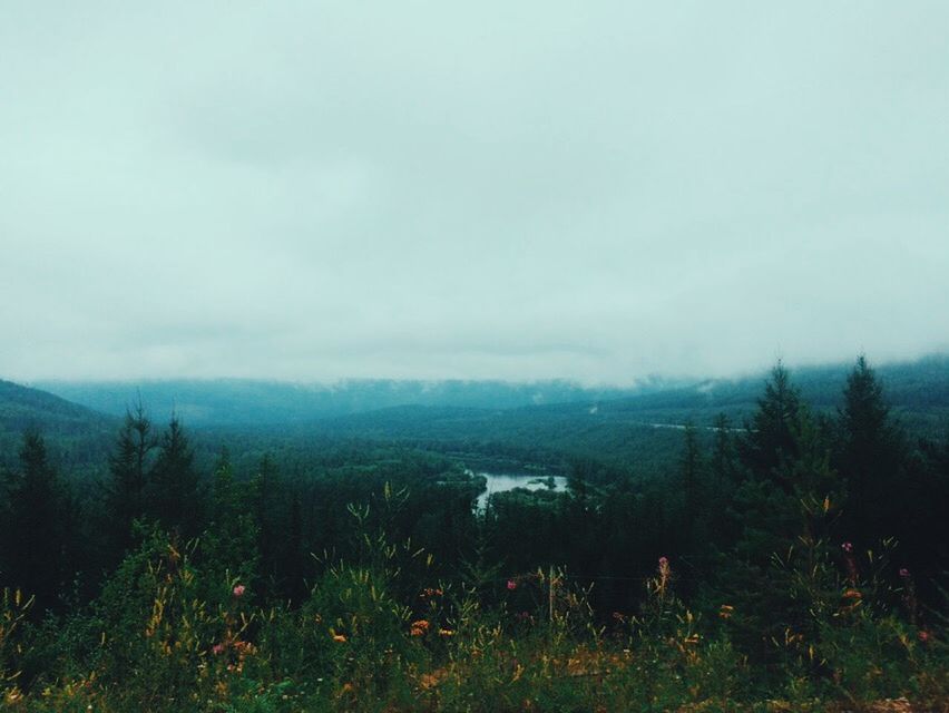 tranquil scene, landscape, tranquility, scenics, beauty in nature, fog, field, nature, sky, growth, grass, plant, foggy, mountain, non-urban scene, copy space, tree, green color, weather, idyllic