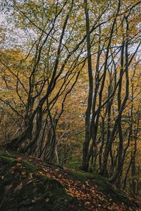 Trees in forest during autumn