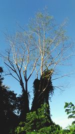 Low angle view of tree against blue sky