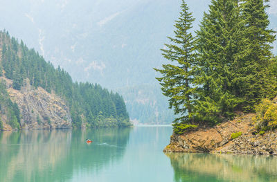 Scenic view of lake in forest