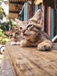 Portrait of cat relaxing on wood