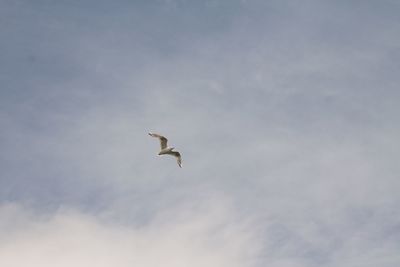 Low angle view of birds flying in sky