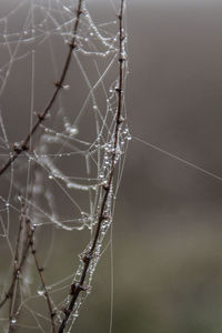 Close-up of spider web