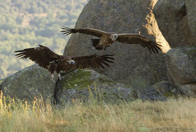 Close-up of eagle flying over land