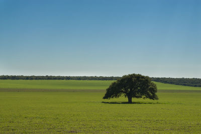 Trees on field against clear sky