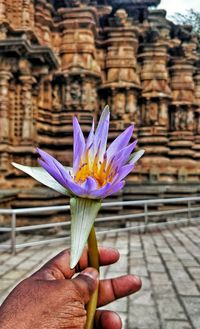 Close-up of hand holding purple crocus flower