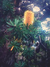 Low angle view of flowers on tree