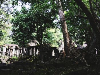 Trees in forest