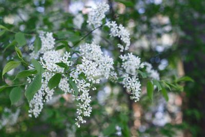 Close-up of flowers blooming outdoors