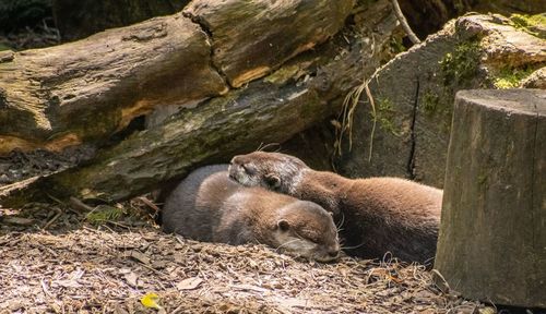 View of an animal resting on rock