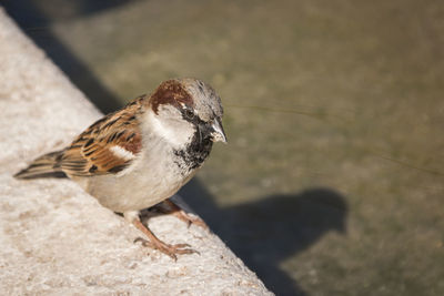 High angle view of bird