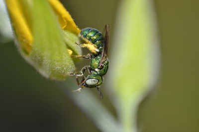 Metallic green sweat bee  pollinating on yellow flower 