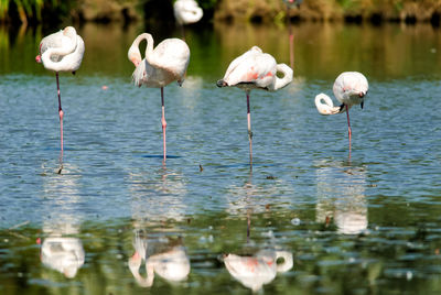 Birds swimming in lake