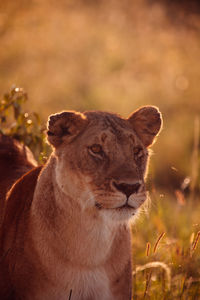 Cat looking away