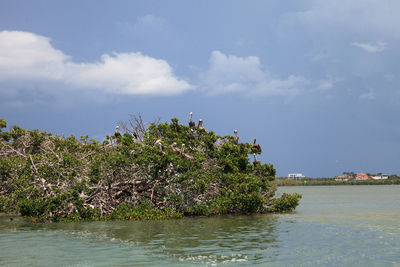 Birds perching on tree by sea against sky