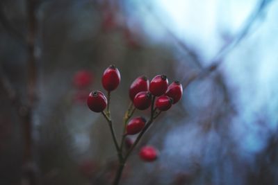 Close-up of red berries growing on plant