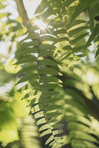 Close-up of leaves on tree