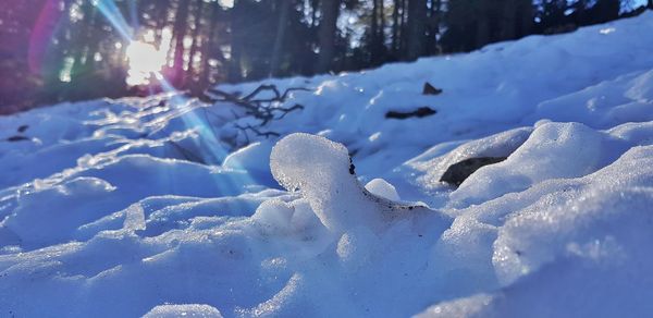 Snow covered land and trees