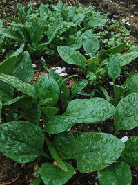 High angle view of raindrops on leaves