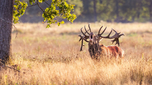 View of deer on field