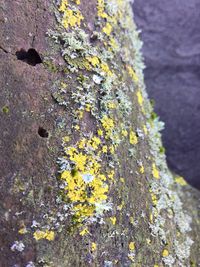 Close-up of yellow moss growing on rock