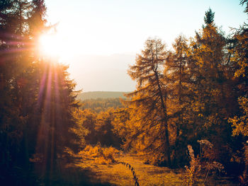 Trees in forest against bright sun