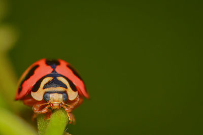 Close-up of insect on leaf