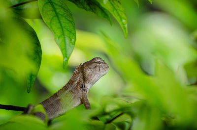 Brown chameleons thinking in green bush, thailand