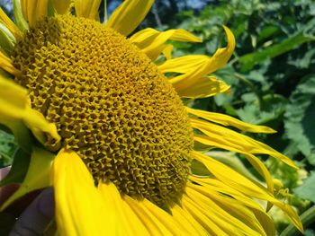 Close-up of sunflower