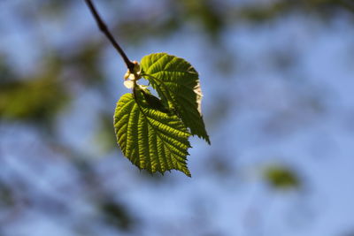 Close-up of green leaves on plant