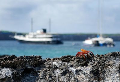 Close-up of crab on rock with cruise ships in sea at galapagos islands