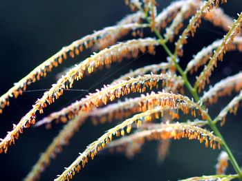 Close-up of plant growing outdoors