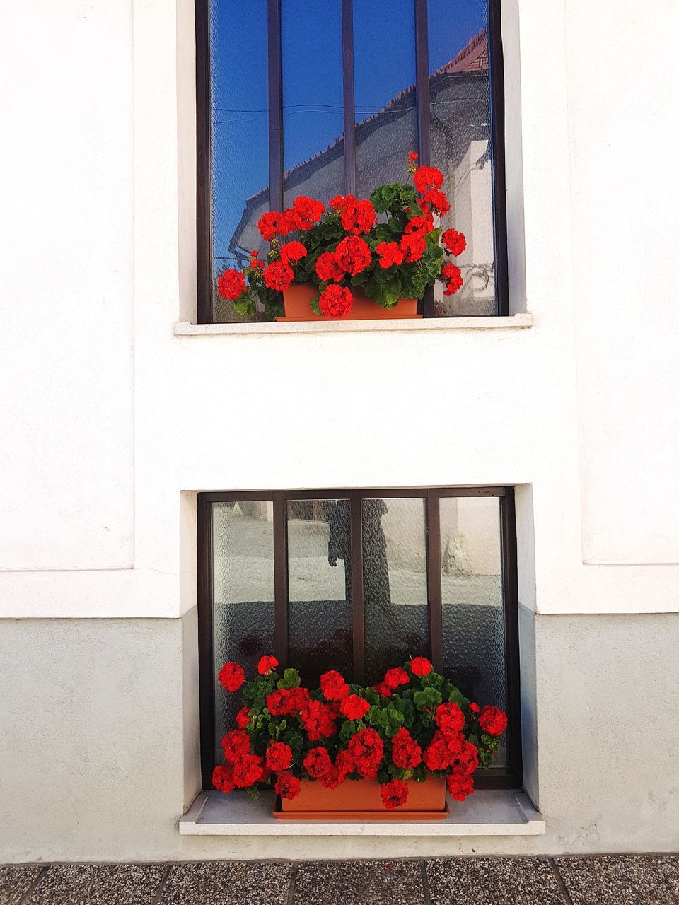 flower, flowering plant, plant, window, red, architecture, building exterior, nature, built structure, building, no people, day, freshness, house, glass, potted plant, outdoors, growth, beauty in nature, residential district, flowerpot, door, wall, entrance, fragility, wall - building feature, facade, window box, window sill, decoration, flower head, sunlight, interior design