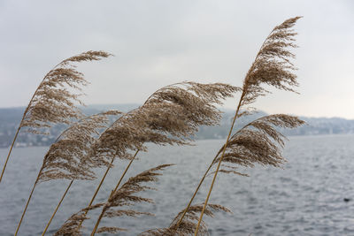 Close-up of stalks against the sky